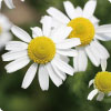 カモミール