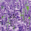ラベンダー