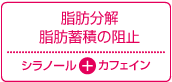 脂肪分解・脂肪蓄積の阻止＝シラノール＋カフェイン