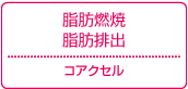 脂肪燃焼・脂肪排出＝コアクセル